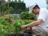 Cueillette de basilic | Harvesting basil